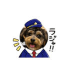 石川家のマロちゃんスタンプ(その8)（個別スタンプ：1）