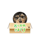 石川家のマロちゃんスタンプ(その8)（個別スタンプ：2）