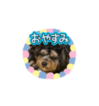 石川家のマロちゃんスタンプ(その8)（個別スタンプ：14）