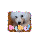 ビションフリーゼ_CoCo_スタンプ_9（個別スタンプ：5）