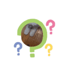 ビションフリーゼ_CoCo_スタンプ_9（個別スタンプ：7）