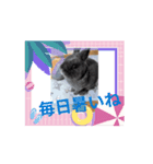 動くもちの日常（個別スタンプ：1）