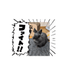 動くもちの日常（個別スタンプ：2）