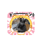 動くもちの日常（個別スタンプ：4）
