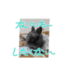 動くもちの日常（個別スタンプ：5）