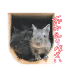 なかよしデグーワールド 4（個別スタンプ：2）