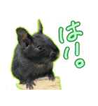 なかよしデグーワールド 4（個別スタンプ：5）