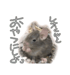 なかよしデグーワールド 4（個別スタンプ：7）
