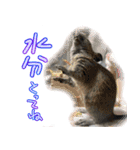 なかよしデグーワールド 4（個別スタンプ：8）