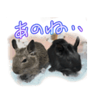 なかよしデグーワールド 4（個別スタンプ：9）