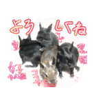 なかよしデグーワールド 4（個別スタンプ：12）