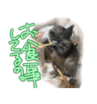 なかよしデグーワールド 4（個別スタンプ：14）