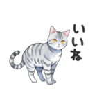 サバトラ猫スタンプ（その2）（個別スタンプ：2）
