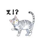 サバトラ猫スタンプ（その2）（個別スタンプ：5）