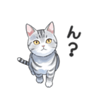 サバトラ猫スタンプ（その2）（個別スタンプ：13）