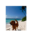 飛び出すハワイ✨▶︎自然が好き--Hawaii--（個別スタンプ：9）