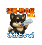 『自然災害時に！』3D黒ポメ（個別スタンプ：11）