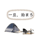 LINEで野営（個別スタンプ：1）