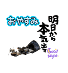 LINEで野営（個別スタンプ：24）