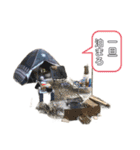 LINEで野営（個別スタンプ：36）
