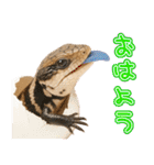 アオジタの日常（個別スタンプ：13）