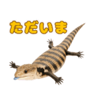 アオジタの日常（個別スタンプ：17）