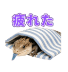 アオジタの日常（個別スタンプ：28）