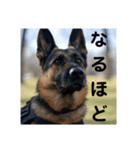 大'のお巡りさん（個別スタンプ：8）