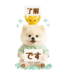 癒しポメラニアンの気軽な敬語【BIG】（個別スタンプ：1）