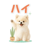 癒しポメラニアンの気軽な敬語【BIG】（個別スタンプ：4）