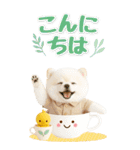 癒しポメラニアンの気軽な敬語【BIG】（個別スタンプ：7）