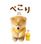 癒しポメラニアンの気軽な敬語【BIG】（個別スタンプ：11）
