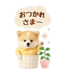 癒しポメラニアンの気軽な敬語【BIG】（個別スタンプ：13）