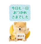 癒しポメラニアンの気軽な敬語【BIG】（個別スタンプ：15）