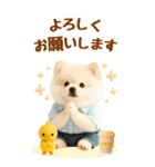 癒しポメラニアンの気軽な敬語【BIG】（個別スタンプ：19）