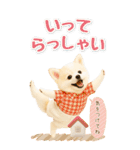 癒しポメラニアンの気軽な敬語【BIG】（個別スタンプ：22）
