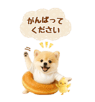 癒しポメラニアンの気軽な敬語【BIG】（個別スタンプ：23）