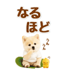 癒しポメラニアンの気軽な敬語【BIG】（個別スタンプ：26）