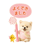 癒しポメラニアンの気軽な敬語【BIG】（個別スタンプ：30）