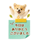 癒しポメラニアンの気軽な敬語【BIG】（個別スタンプ：31）