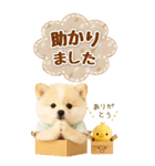 癒しポメラニアンの気軽な敬語【BIG】（個別スタンプ：32）