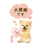 癒しポメラニアンの気軽な敬語【BIG】（個別スタンプ：35）