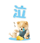 癒しポメラニアンの気軽な敬語【BIG】（個別スタンプ：40）
