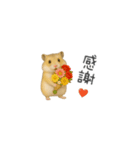 ハムスターのちっちゃいスタンプだよ（個別スタンプ：6）