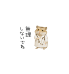 ハムスターのちっちゃいスタンプだよ（個別スタンプ：12）