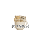 ハムスターのちっちゃいスタンプだよ（個別スタンプ：34）