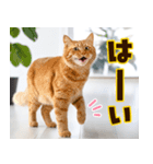 ねこ写真❤ポップで見やすい日常会話3（個別スタンプ：1）
