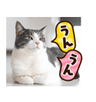 ねこ写真❤ポップで見やすい日常会話3（個別スタンプ：3）