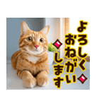 ねこ写真❤ポップで見やすい日常会話3（個別スタンプ：4）