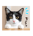 ねこ写真❤ポップで見やすい日常会話3（個別スタンプ：5）